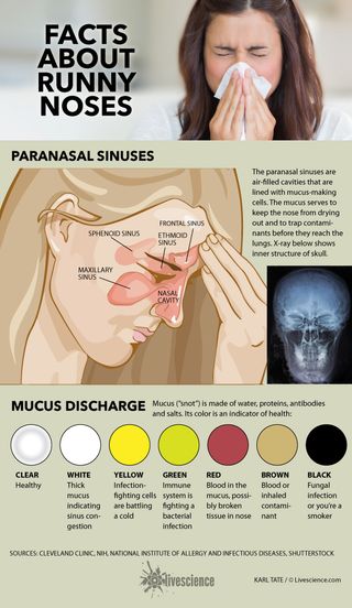 Diagram of sinuses and chart of mucus colors.