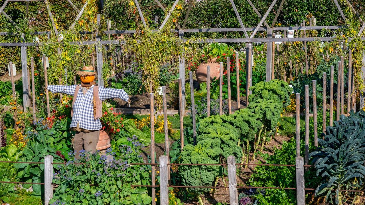 A scarecrow in a vegetable patch