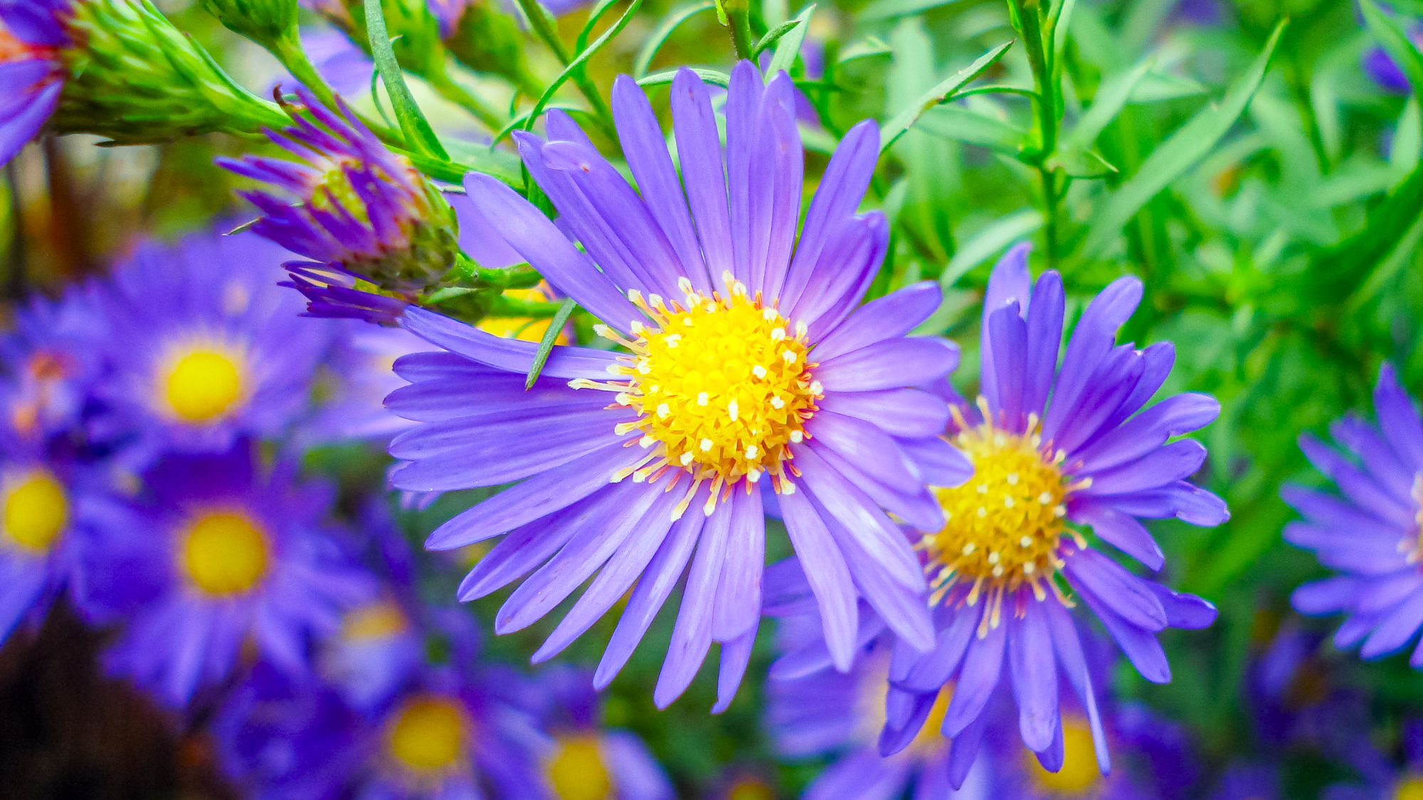 Purple aster flowers with bright yellow centers blooming outdoors