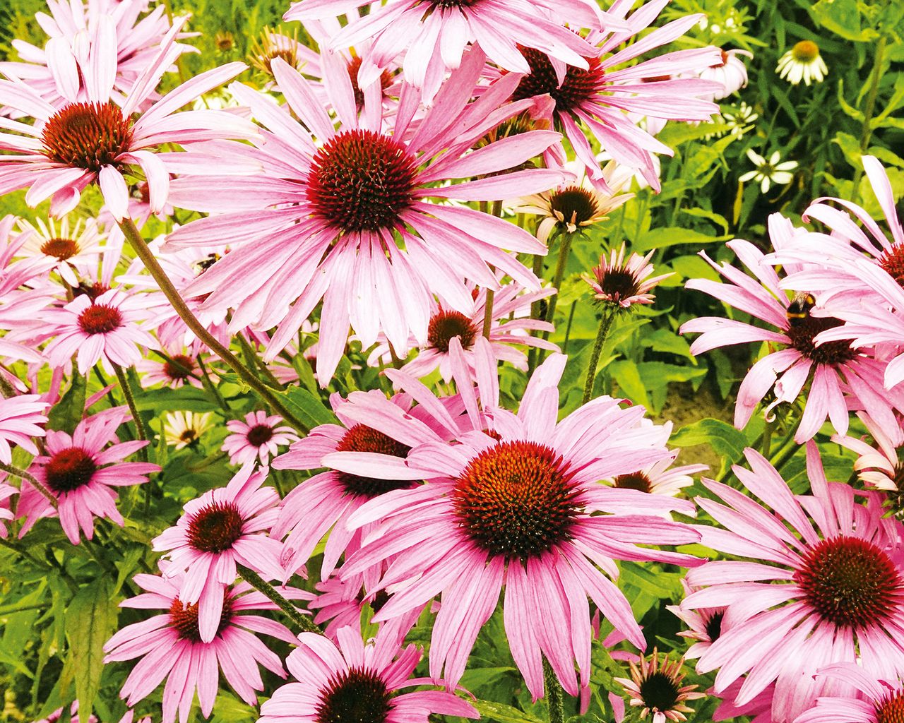How to grow echinacea top tips on planting and caring for coneflowers