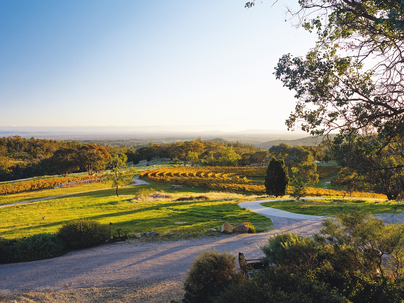 Giaconda Estate Vineyard