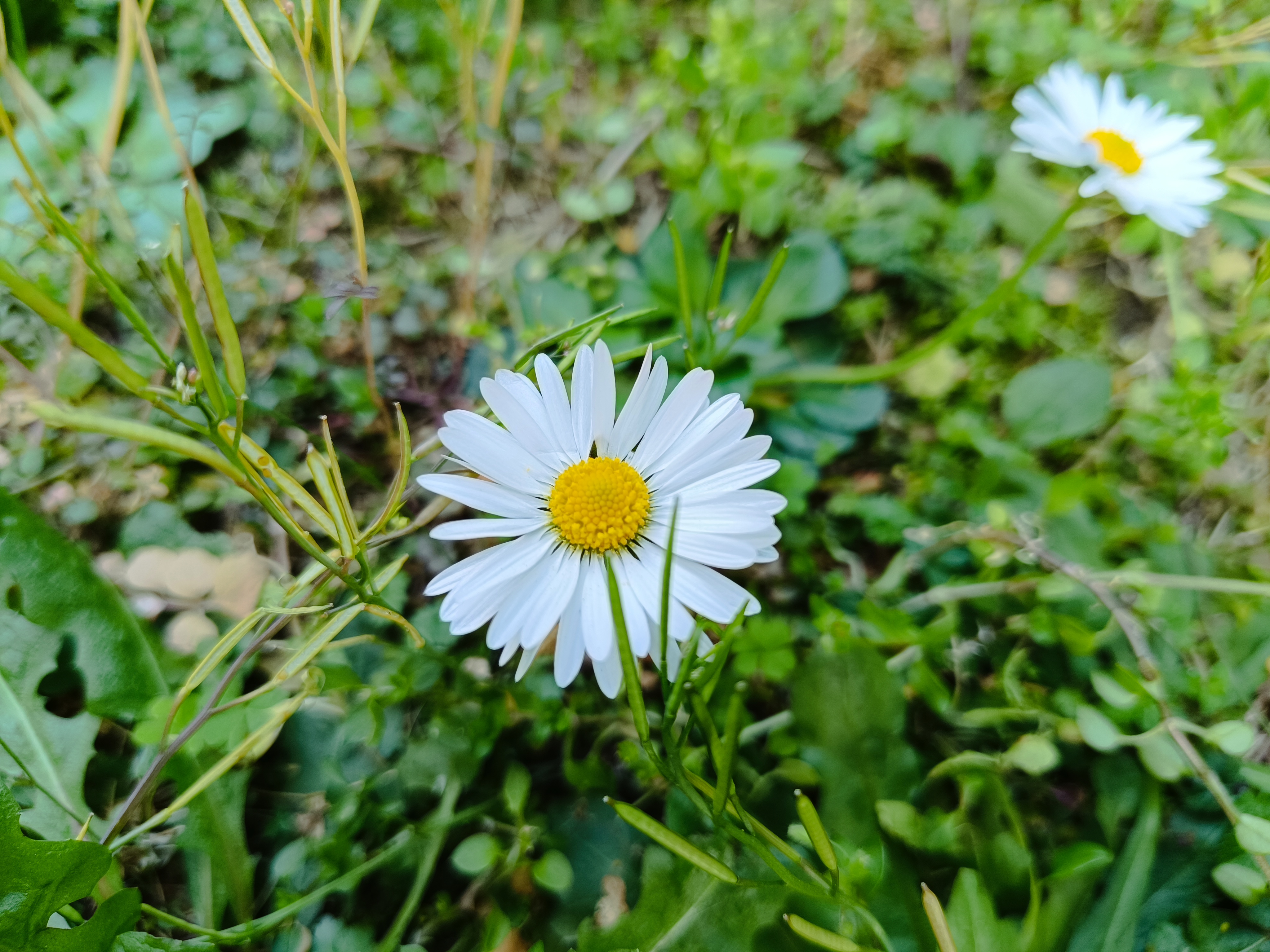 Redmi Note 12 Pro 5G