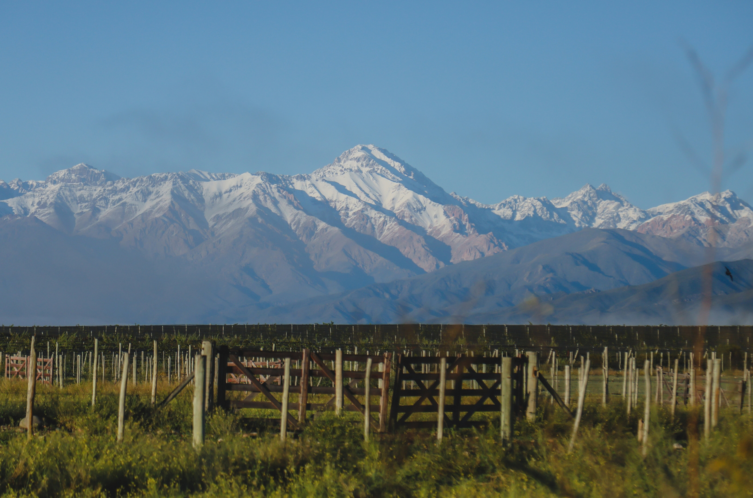 View over rows of vines to a snowcapped mountain range in the distance, under a blue sky
