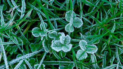 Lawn in winter