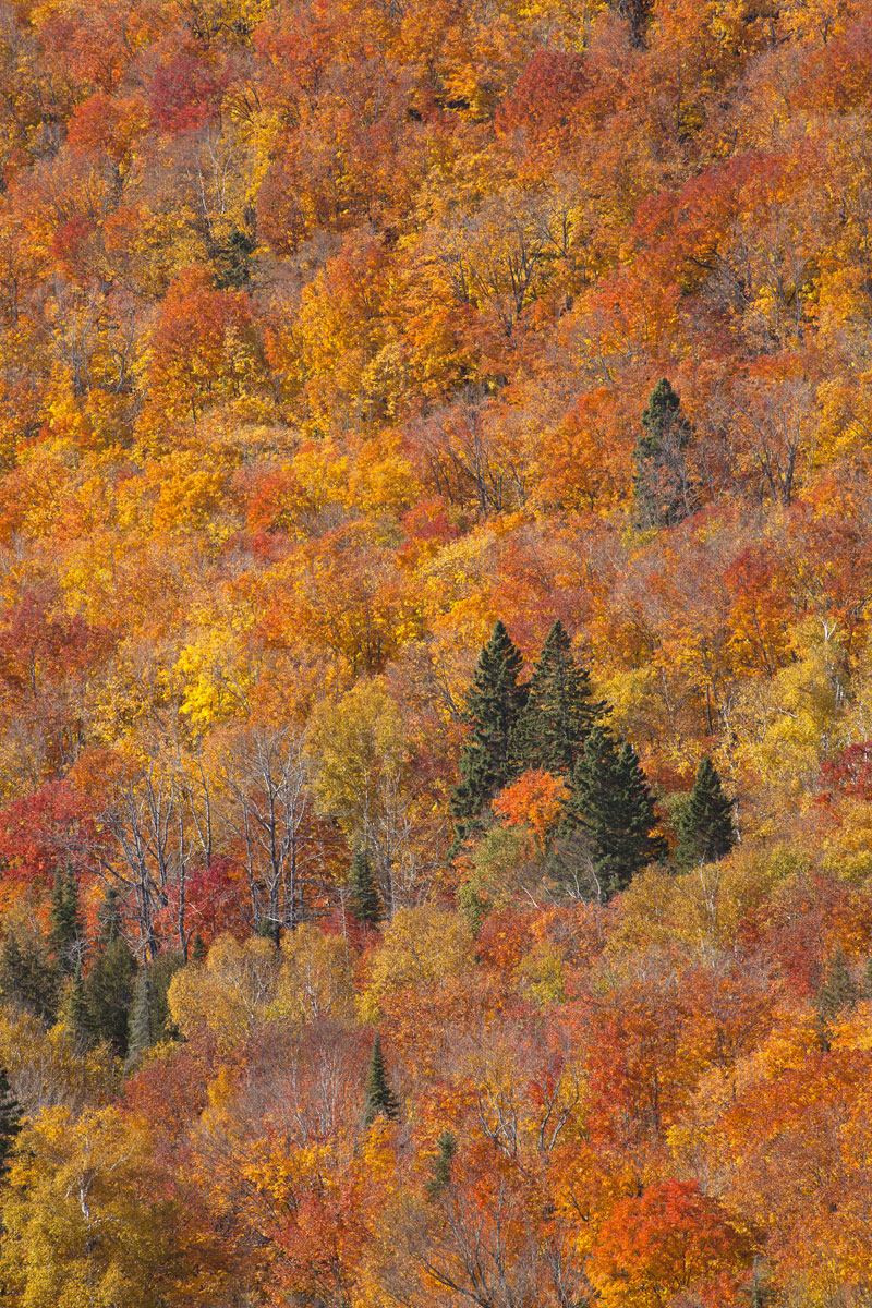 The colorful foliage of autumn