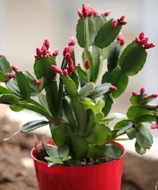 christmas cactus with flowerbuds coming into bloom