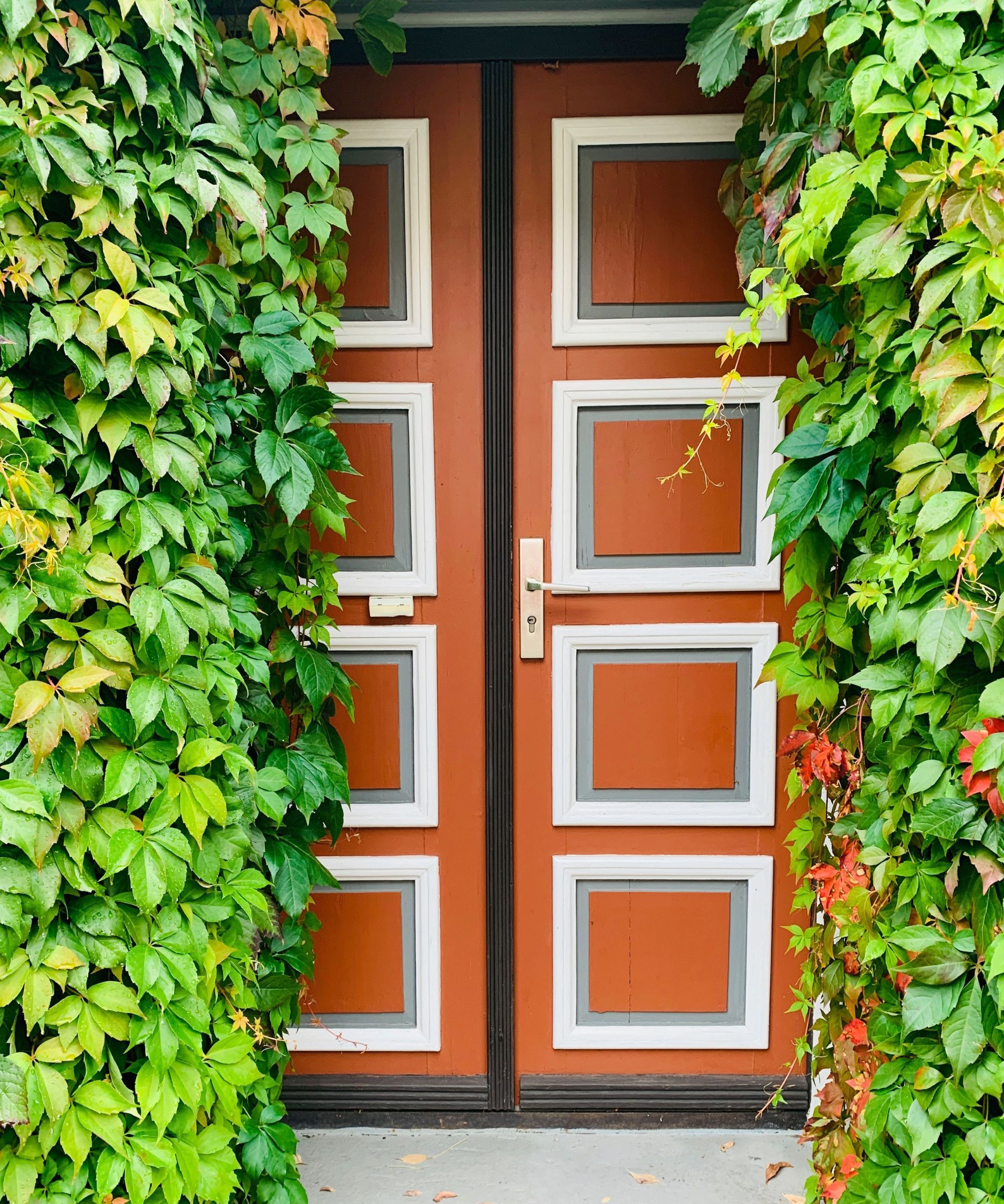 An orange front door with white paint around each panelled square, the door is surrounded by Virginia Creeper