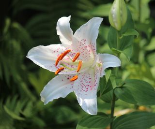 White lily flower in bloom