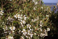 White Flowered Australian Tea Tree