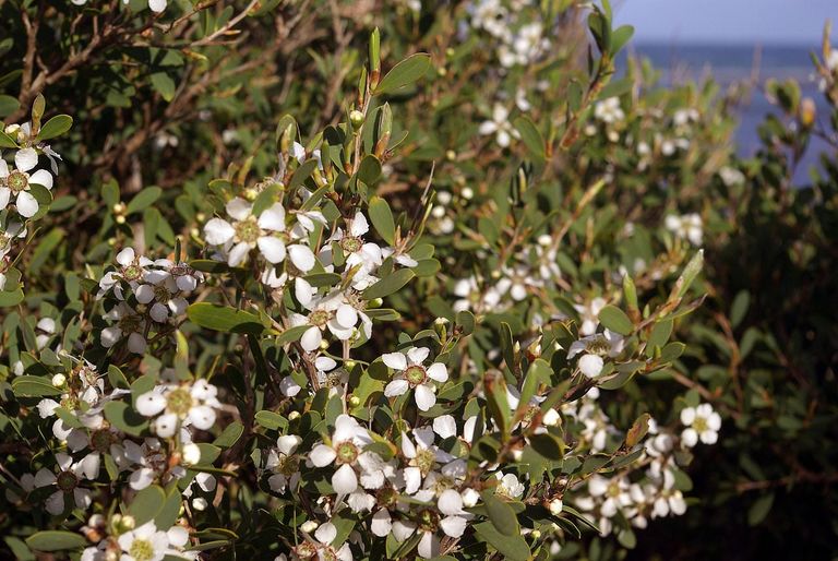 Australian Tea Tree Care - How To Grow Australian Tea Trees | Gardening ...