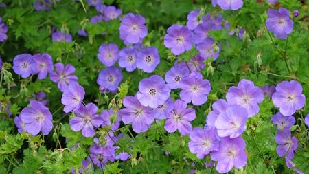 Hardy geranium flowers