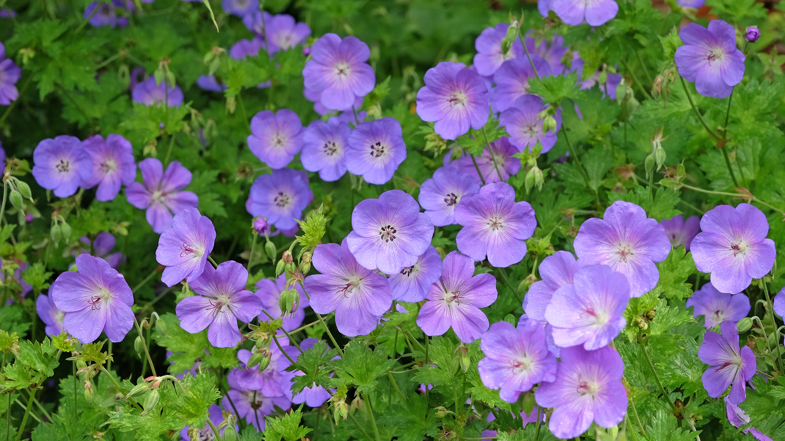 Hardy geranium flowers