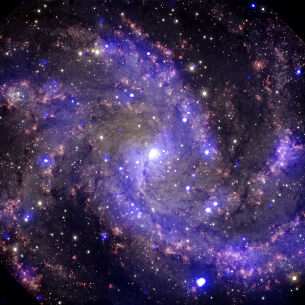 The medium-sized spiral galaxy NGC 6946 has contained at least nine supernovae in the past century. Chandra observations (purple) have revealed three of the oldest supernovae ever detected in X-rays. Optical data from the Gemini Observatory is also included in this image (red, yellow, cyan).