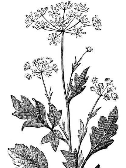Botanical Flower Sketch