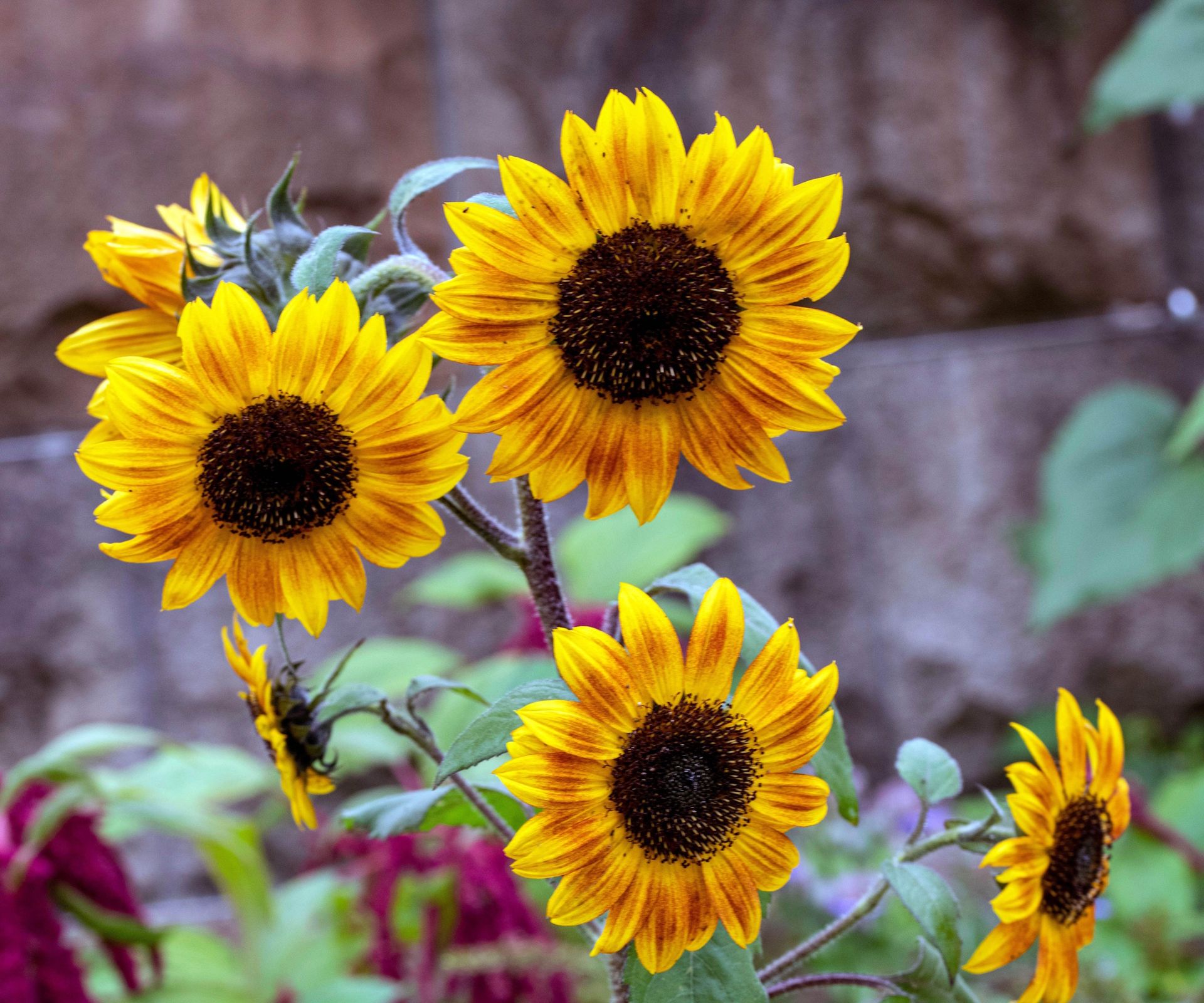 Yellow 'Tiger Eye' sunflowers with red markings, in a summer garden border