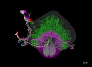 This is a map of dopaminergic neurons in the right hemisphere of a fruit fly brain.