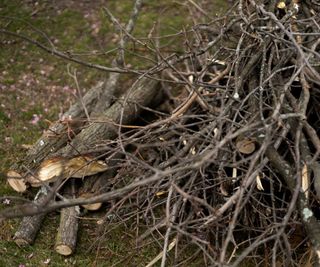 Branches and twigs on ground