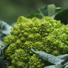 head of Romanesque broccoli 