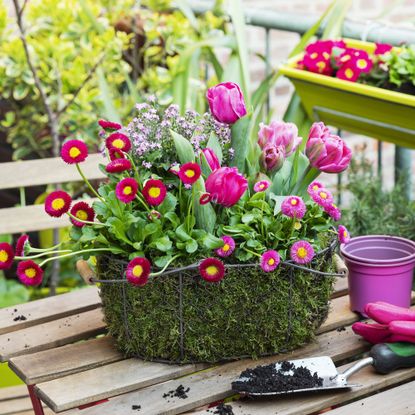 Freshly planted container filled with spring flowers