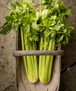 A harvest of celery stalks in a basket