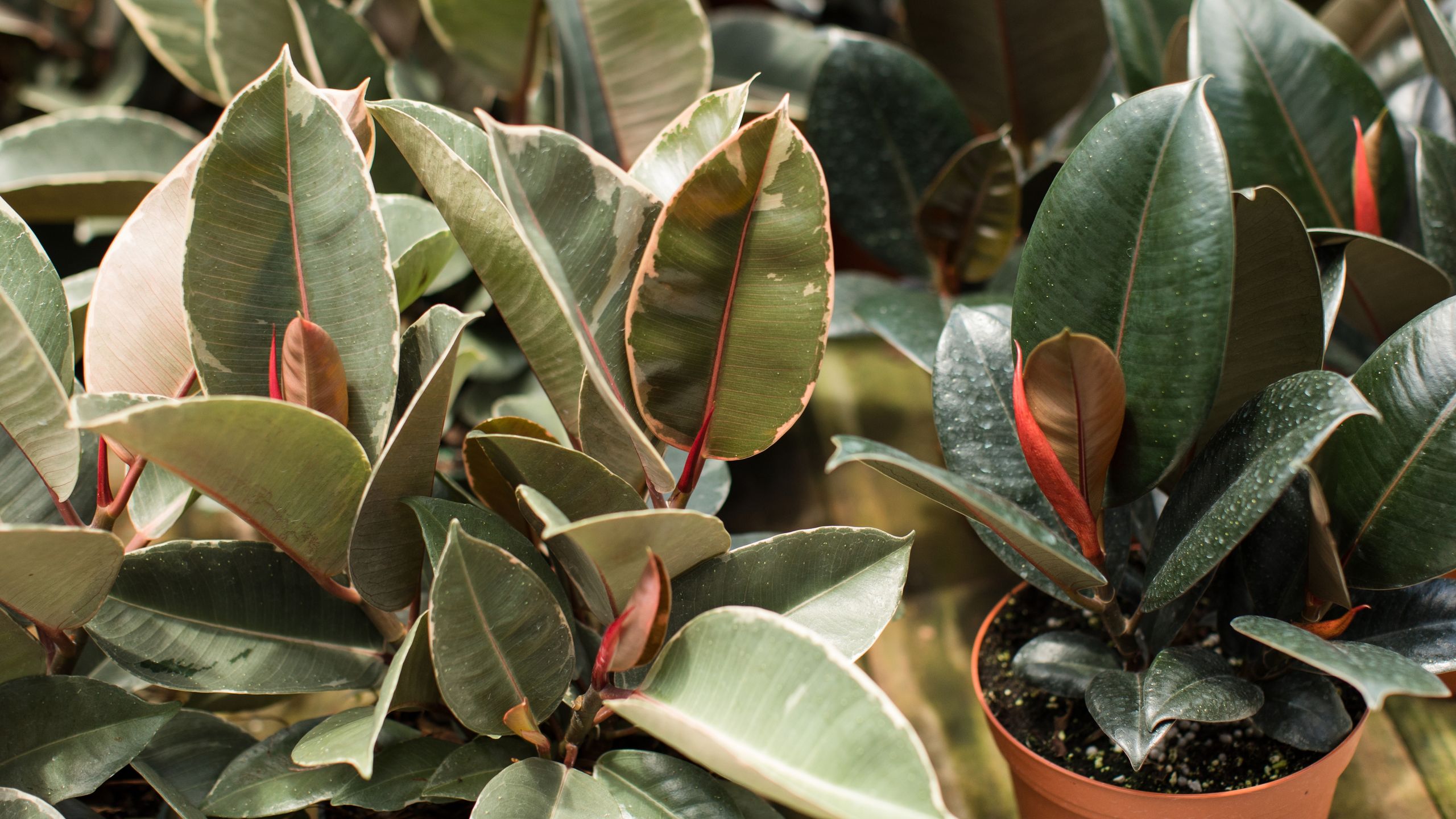 How to care for a rubber plant  10 ways to help it thrive in your home |  Real Homes