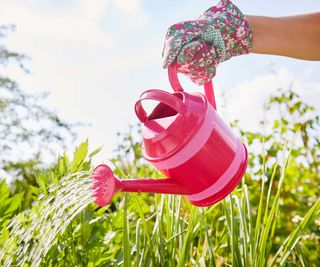 pink watering can watering plants