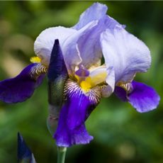 bearded iris