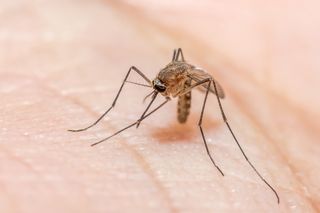 Close up of an Anopheles species of mosquito biting human skin.