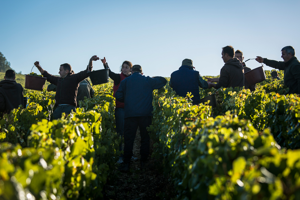 Burgundy harvest 2022