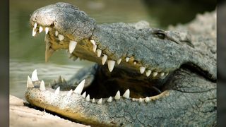 A saltwater crocodile resting by the shore shows its teeth.