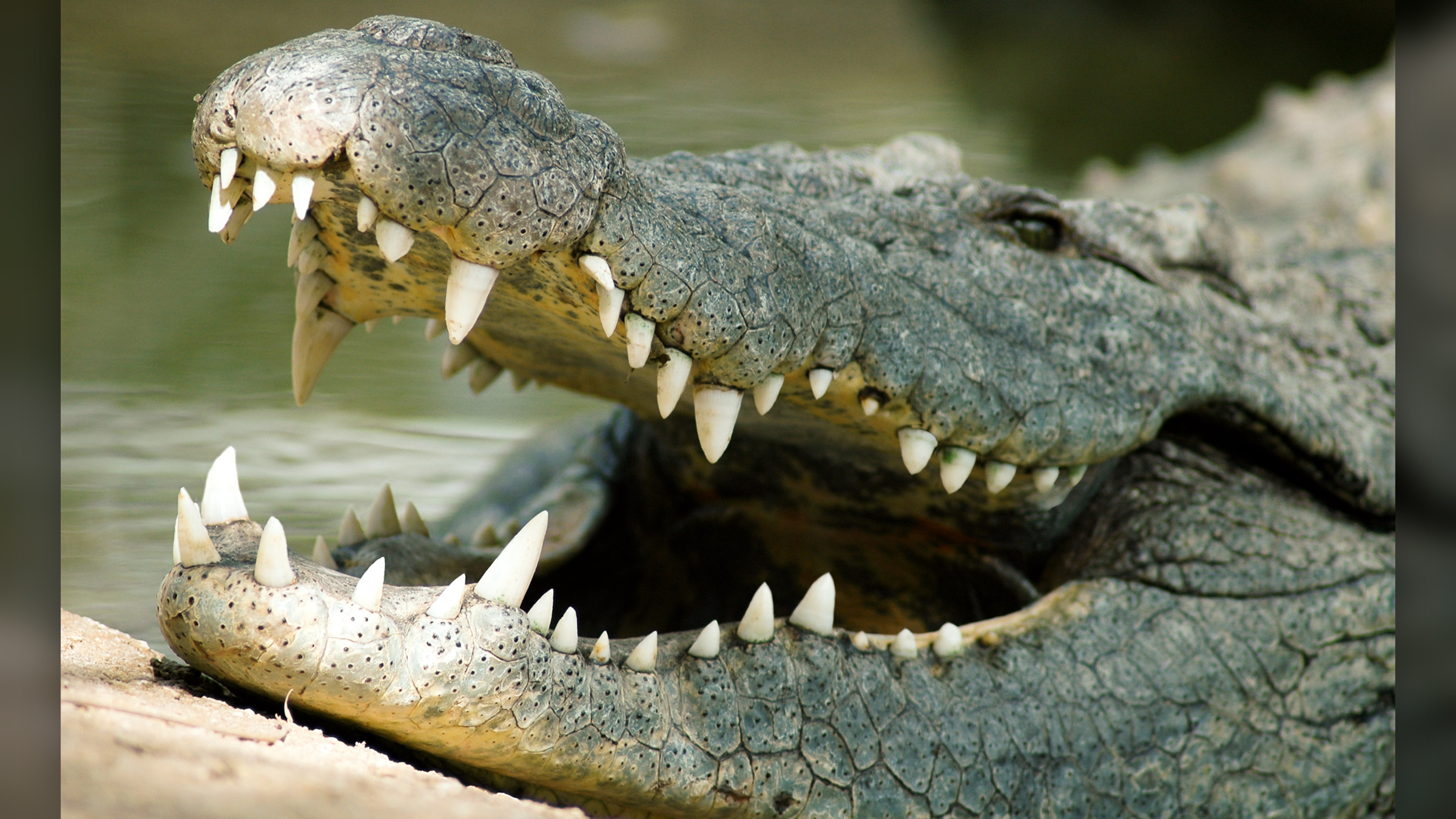 Man survives crocodile attack by prying its jaws off his head. How did he escape such a powerful bite?