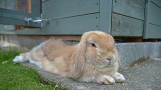 Rabbit lying down