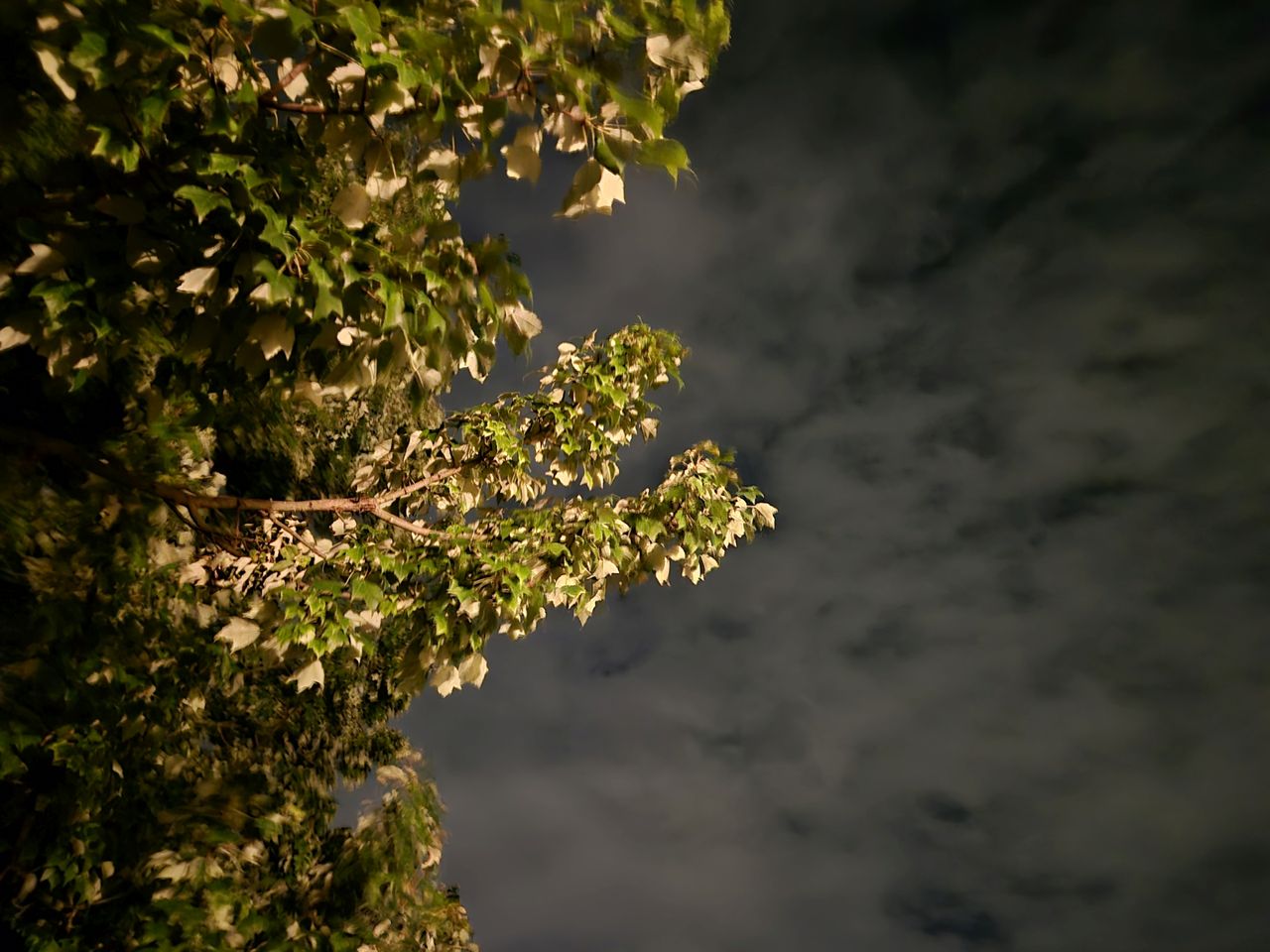 Samsung Galaxy S24 Plus low light sample.