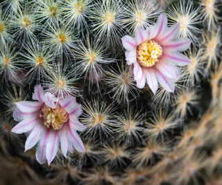 Mammillaria schiedeana, Best flowering cactus