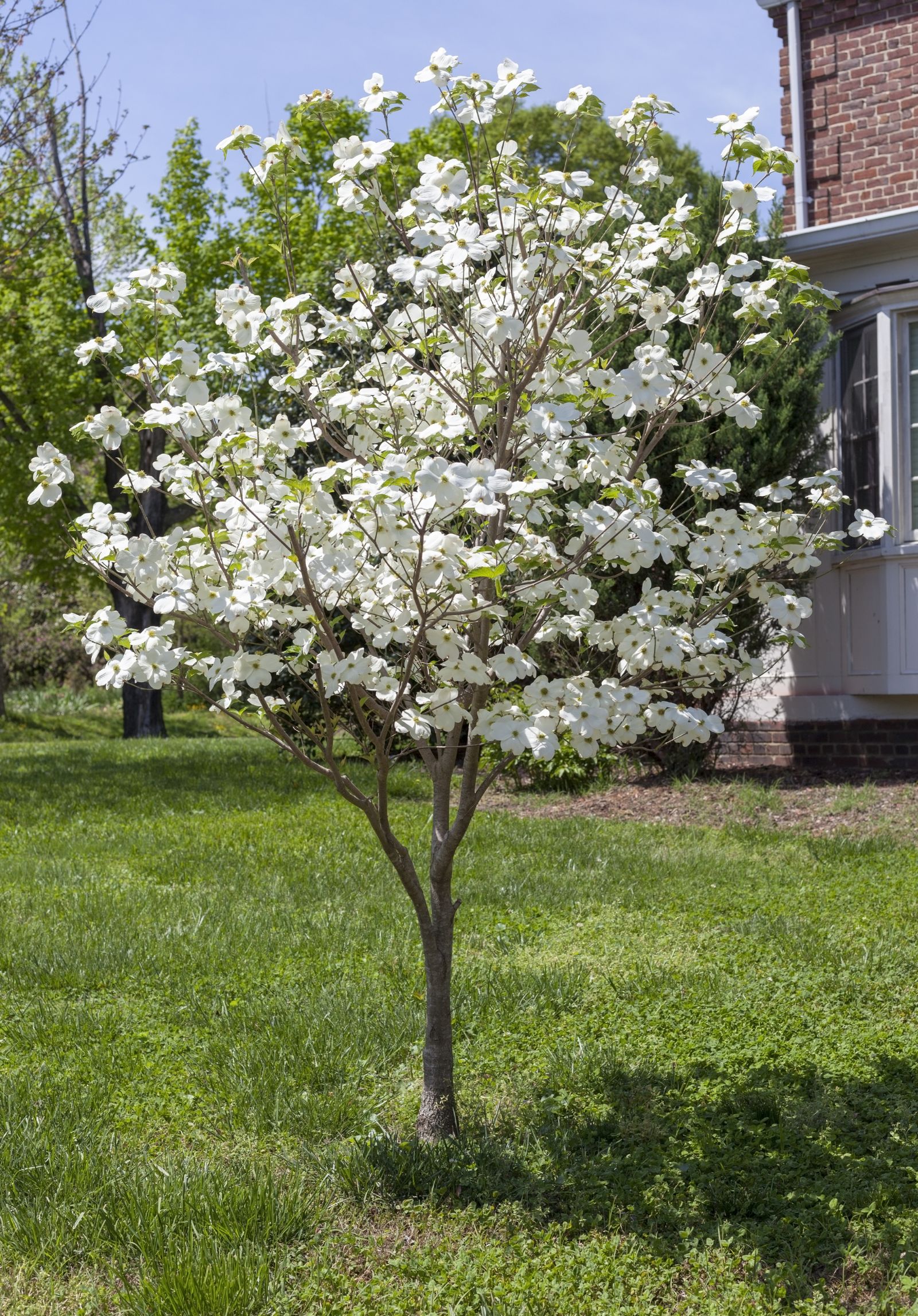 5 best (and worst) trees to plant near a house, from experts | Livingetc