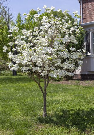 A dogwood tree with white blossom in a front yard