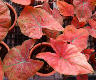 caladiums as young plants in containers