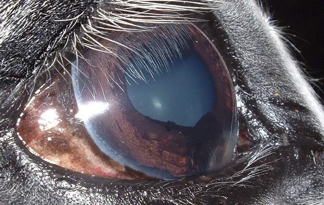 MAIN-Ocular-Melenoma2.jpg