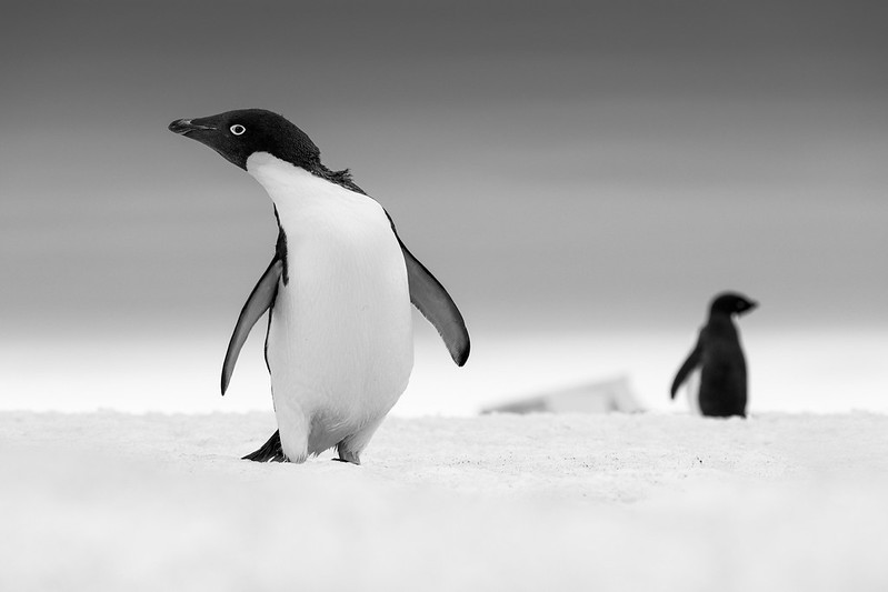 A black and white photograph of an Ad&amp;eacute;lie penguin walking across snow with a second, blurred penguin in the background.
