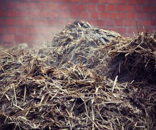 A steaming manure pile of dung and straw