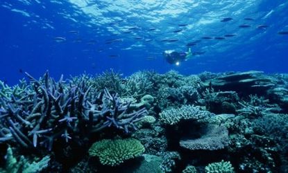 In the Caribbean Sea alone, the number of coral reefs has plummeted by 80 percent since the 1970s. 