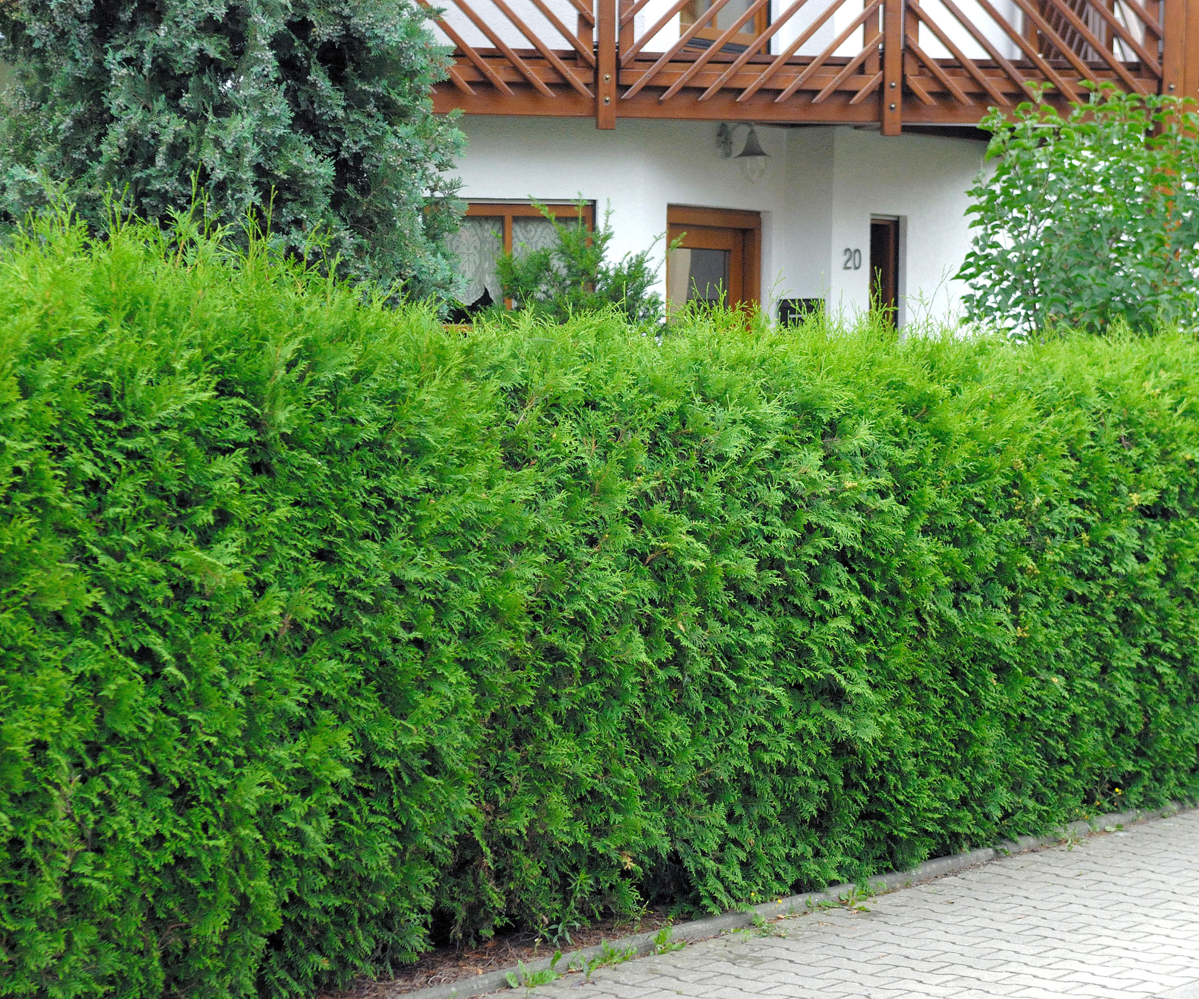 thuja arborvitae shrubs growing in hedge planting