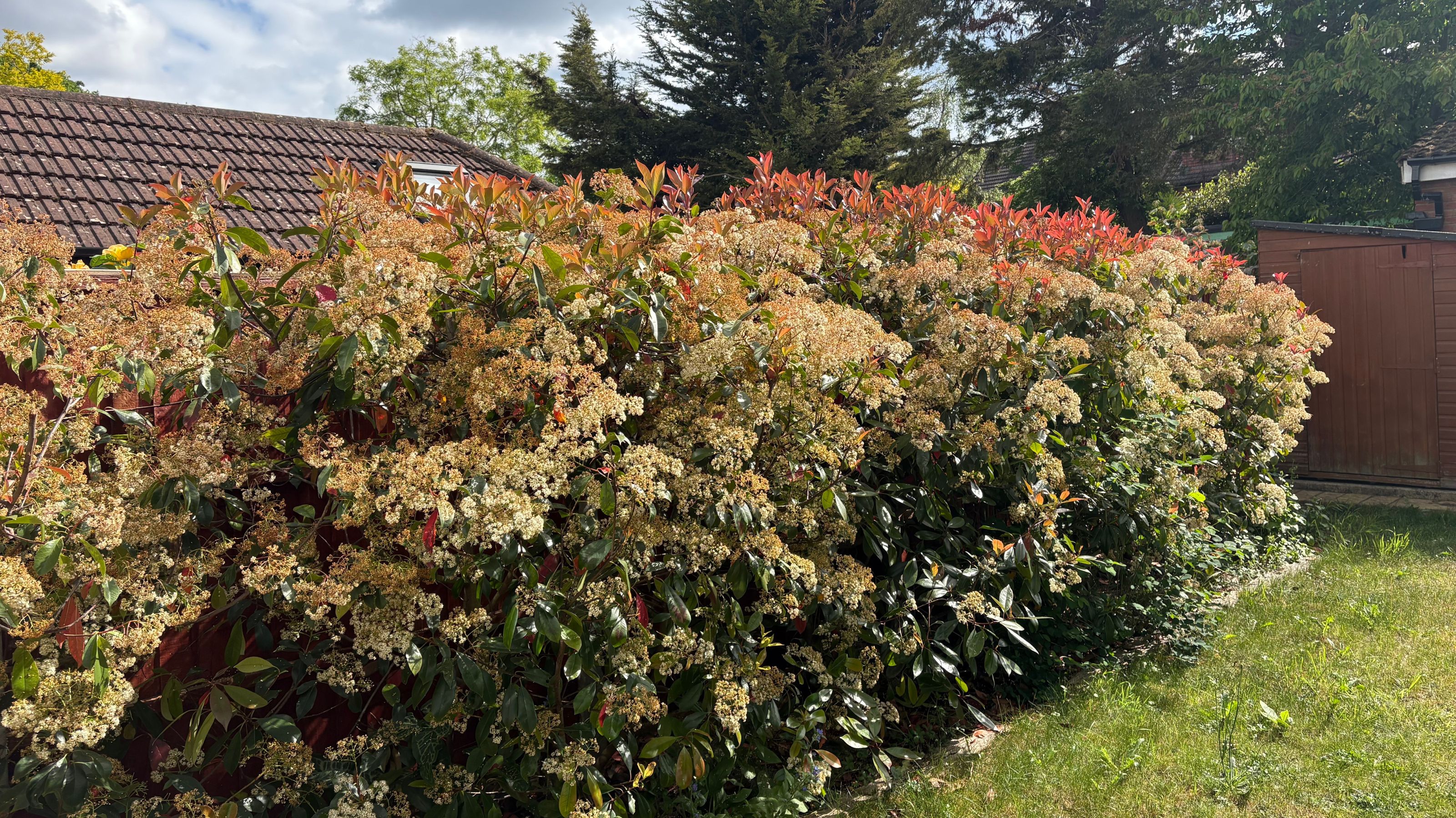 Flowering Photinia fraseri 'Red Robin' hedge in garden