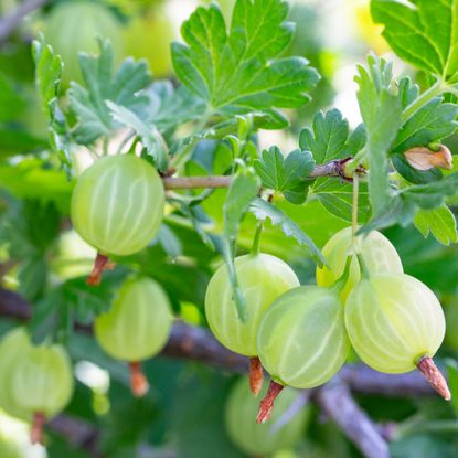 green gooseberry fruits hanging from shrub