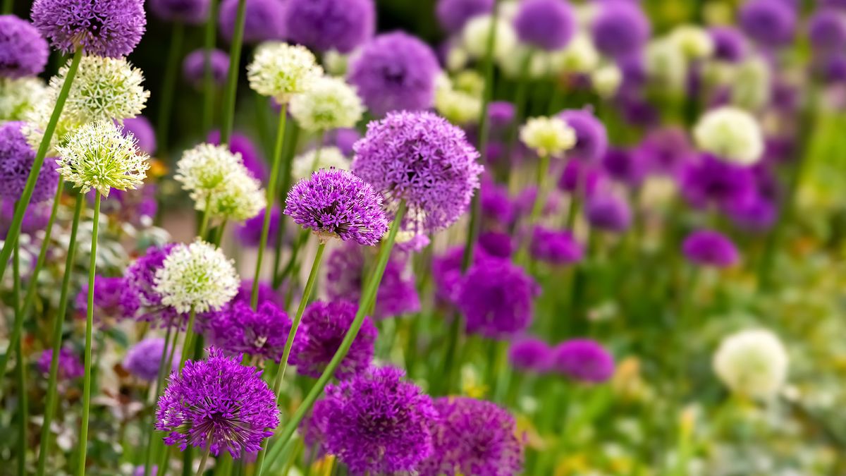 How and when to plant allium bulbs