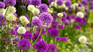 How and when to plant allium bulbs