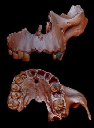 A digital recreation of a Homo antecessor fossil found in Spain