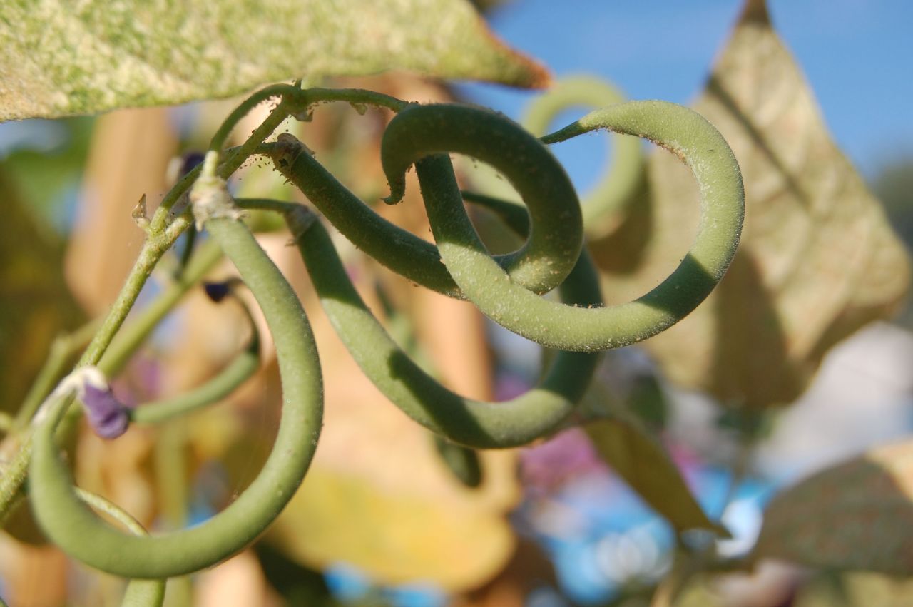 Close Up Of Curled Snap Beans