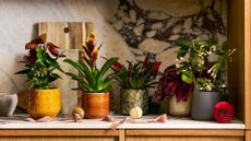 A potted plum anthurium, a bromeliad, and other Christmas houseplants on a stone kitchen counter beside Christmas ornaments