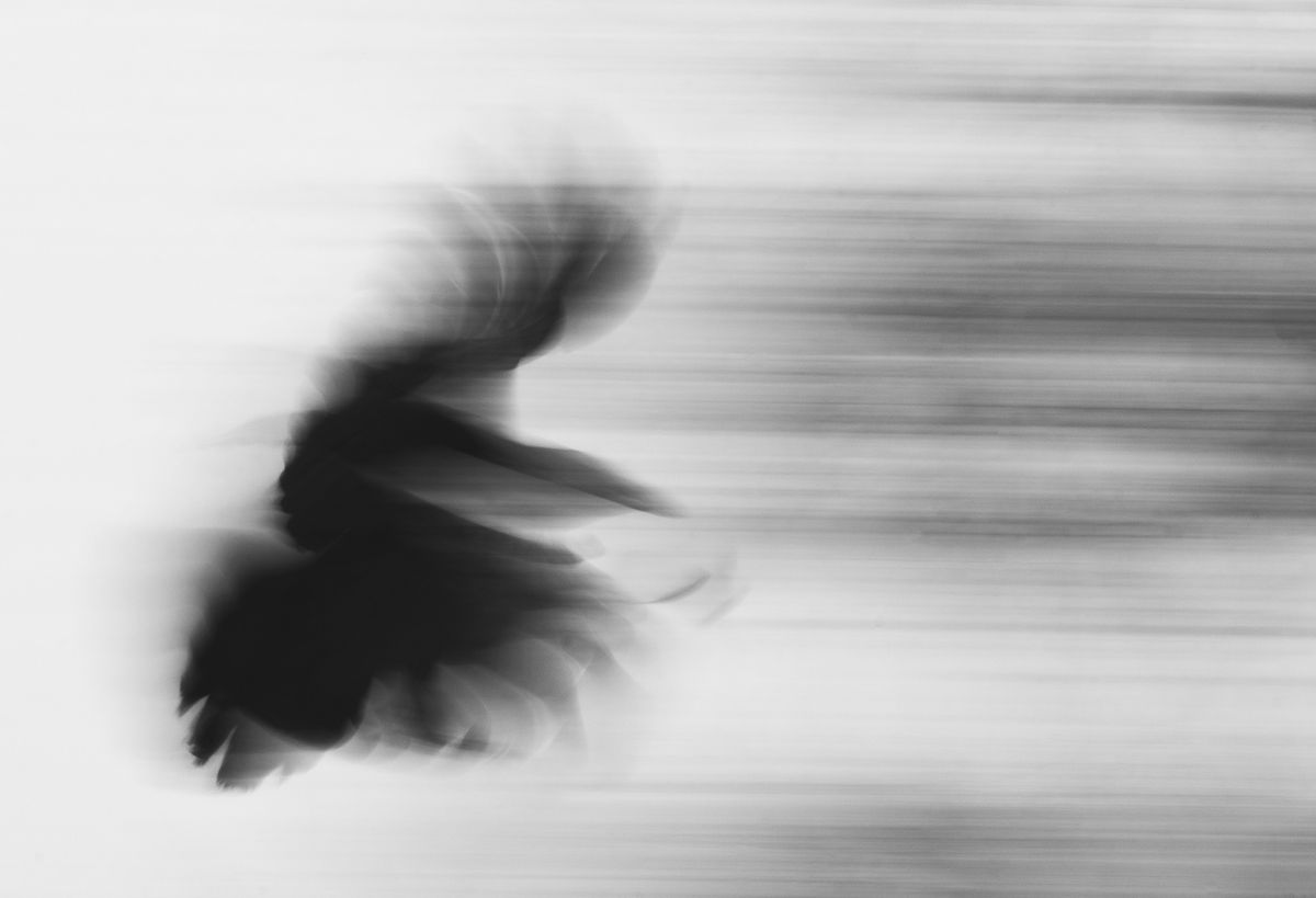 Slow shutter image of flying bird from Here I Am exhibition